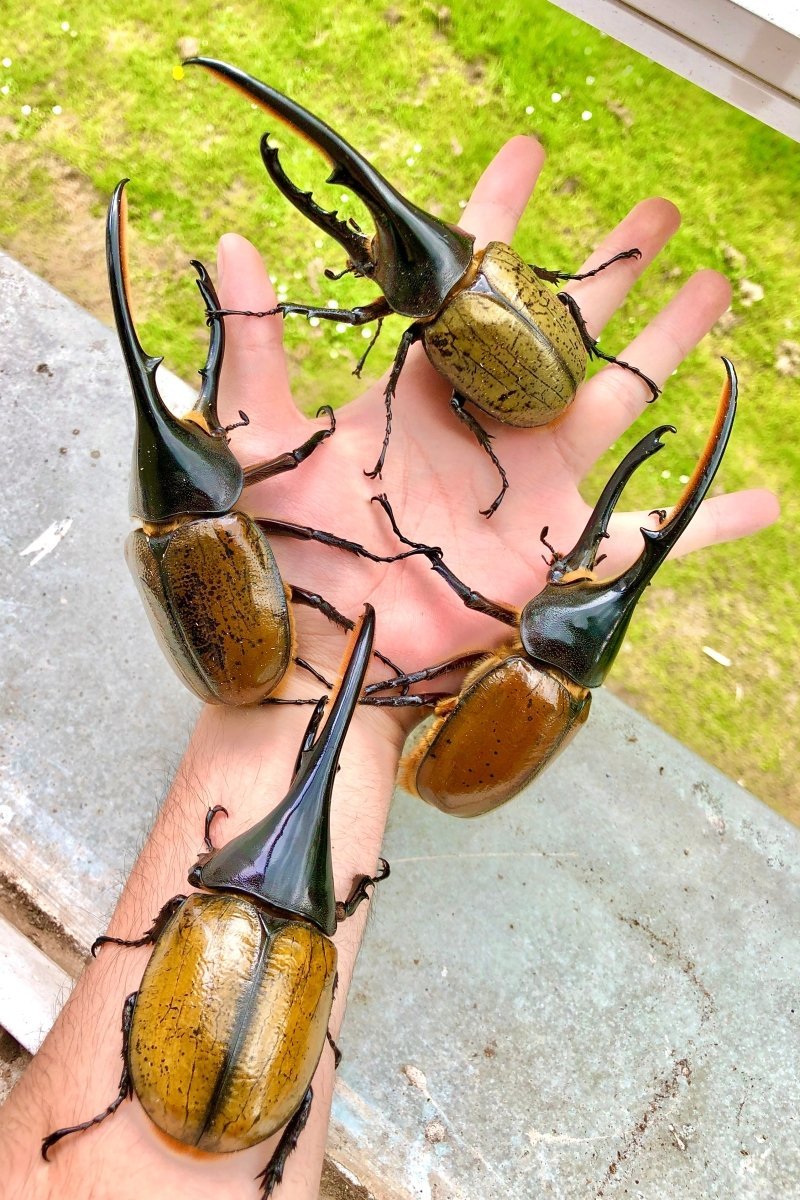 BULK Larvae - Hercules Rhino Beetle, (Dynastes lichyi) - Richard’s Inverts