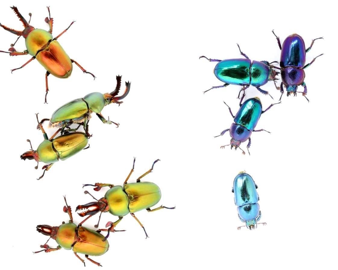 BULK Larvae - Jewel Stag Beetle, (Lamprima adolphinae) - Richard’s Inverts