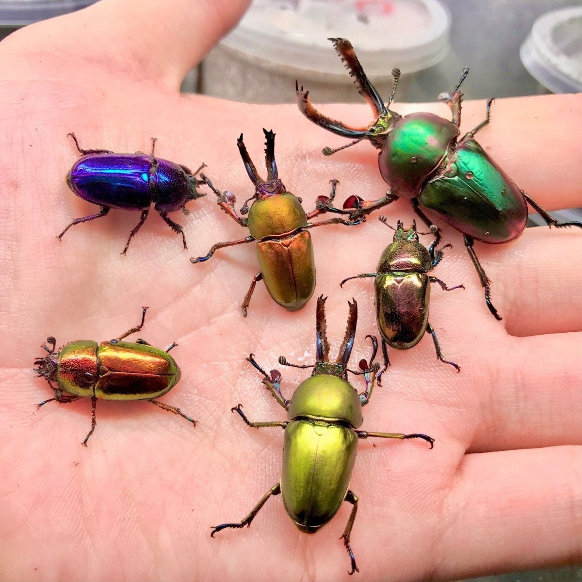 BULK Larvae - Jewel Stag Beetle, (Lamprima adolphinae) - Richard’s Inverts