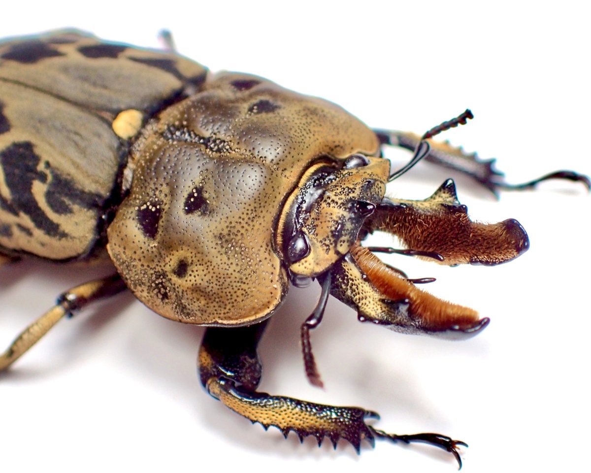 BULK Larvae - Marbled Stag Beetle, (Rhyssonotus nebulosus) - Richard’s Inverts