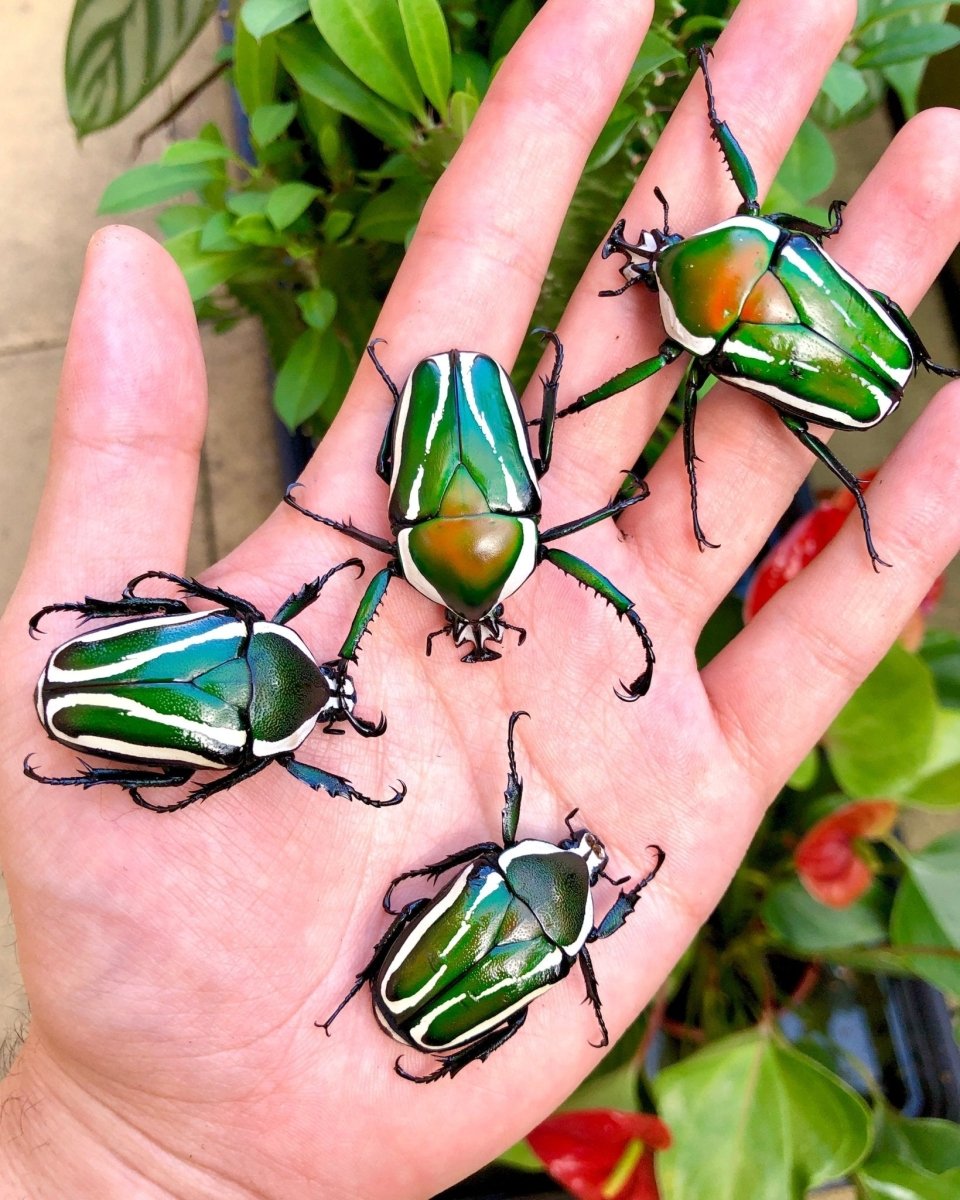 BULK Stripy Flower Beetle For Sale | Richard's Inverts