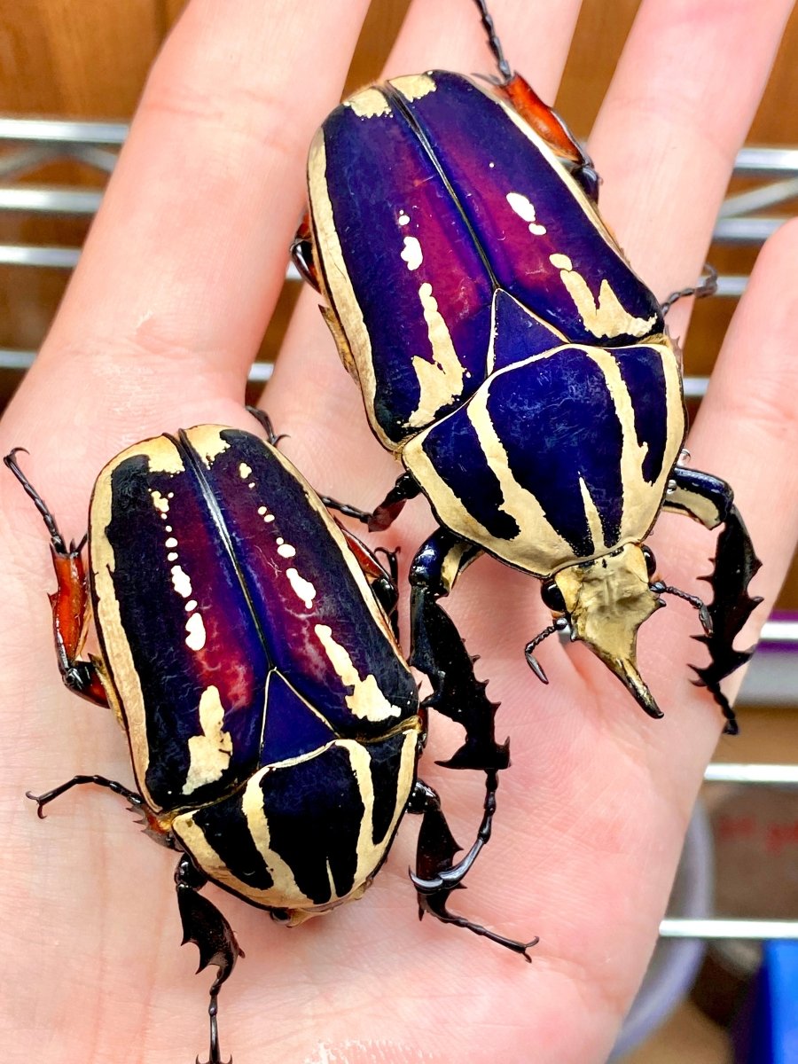 BULK Larvae - "Violet" Giant Flower Beetle, (Mecynorrhina ugandensis) - Richard’s Inverts