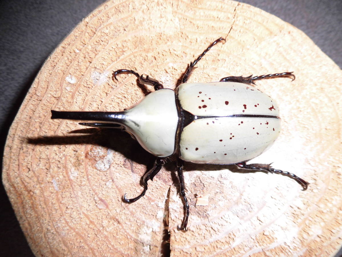 BULK Larvae - White Hercules Rhino Beetle, (Dynastes grantii) - Richard’s Inverts