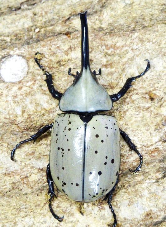 BULK Larvae - White Hercules Rhino Beetle, (Dynastes grantii) - Richard’s Inverts