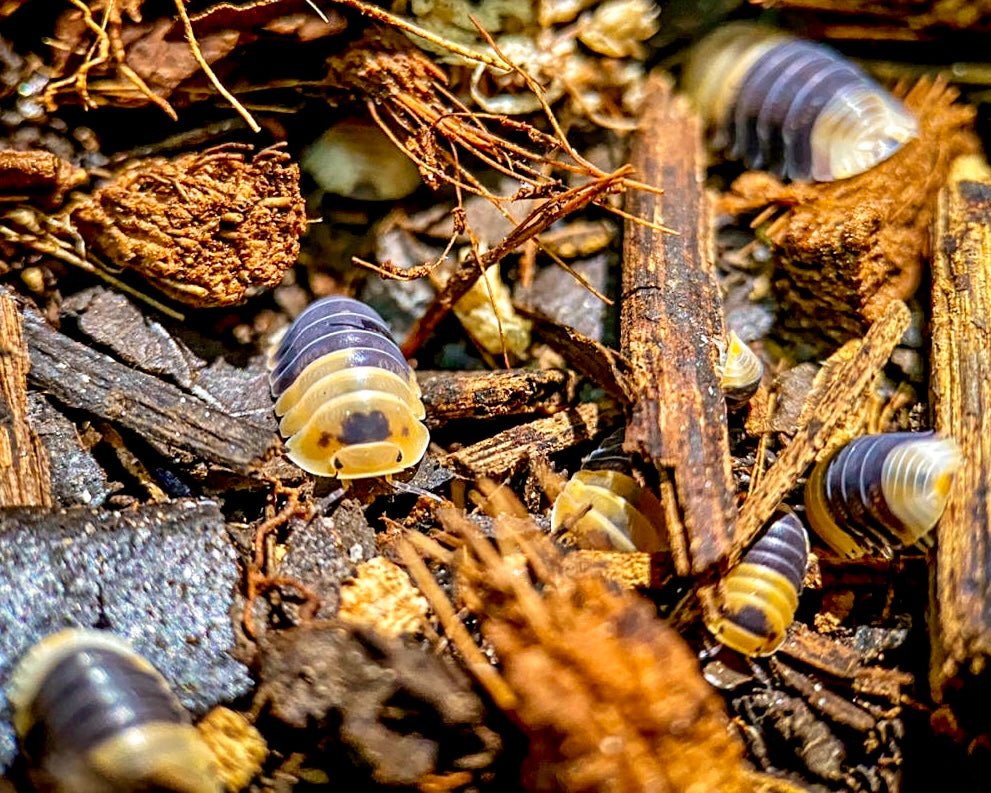 Bumblebee Isopod, (Cubaris sp. "Bumblebee") - Richard’s Inverts