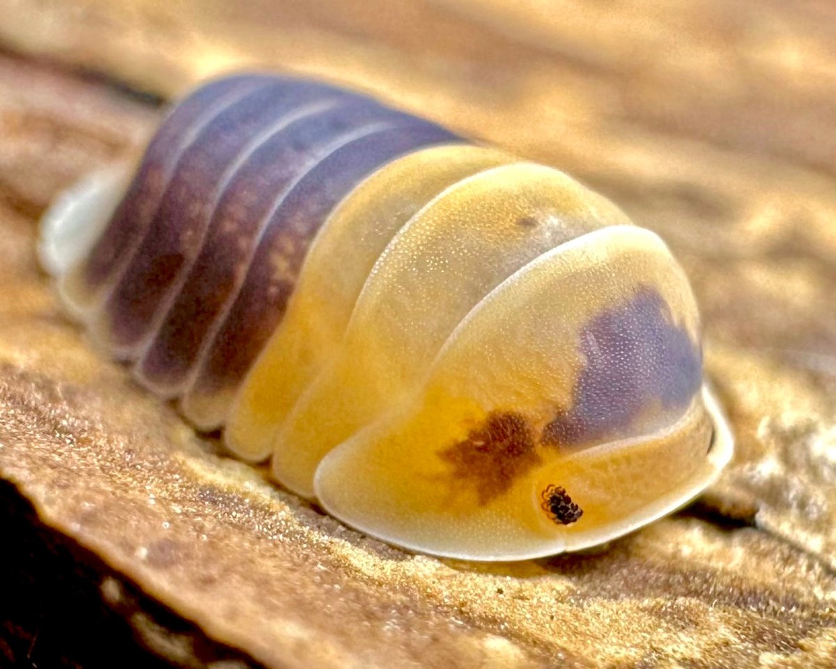 Bumblebee Isopod, (Cubaris sp. "Bumblebee") - Richard’s Inverts