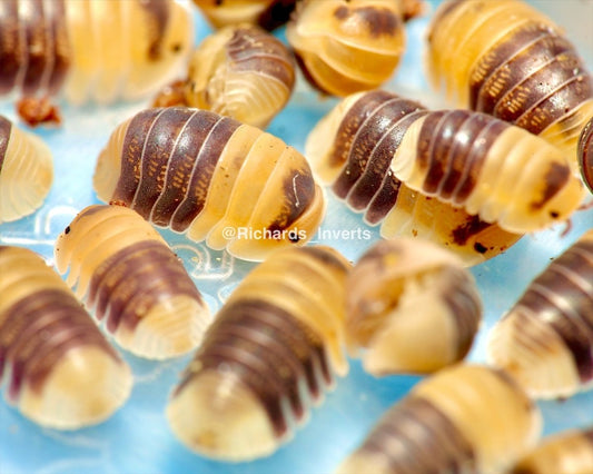 Bumblebee Isopod, (Cubaris sp. "Bumblebee") - Richard’s Inverts
