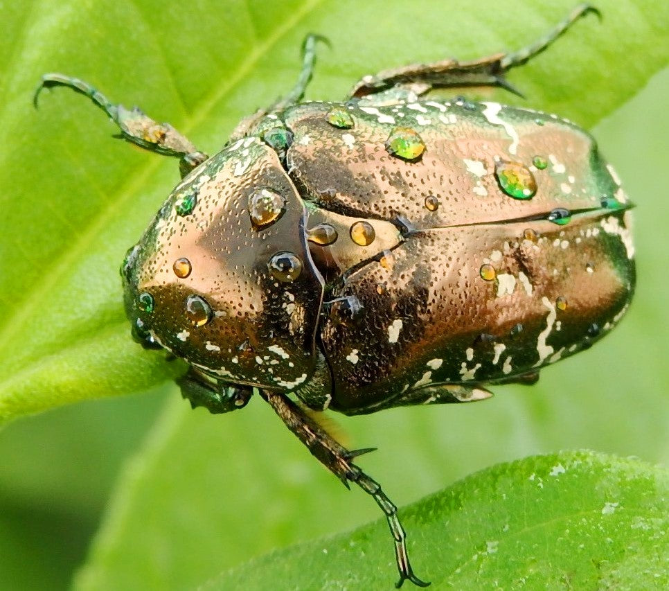 ⨂ Adults - Speckled Flower Beetle, (Protaetia submarmorea)