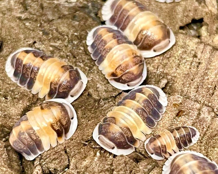 Isopods for sale – Richard's Inverts