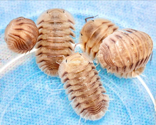 Caramel Cream Isopod, (Cubaris sp. "Caramel Cream") - Richard’s Inverts