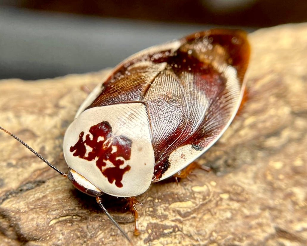 Centurion Porcelain Roach, (Gyna centurio) - Richard’s Inverts