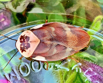 Cockroaches For Sale UK | Richard's Inverts