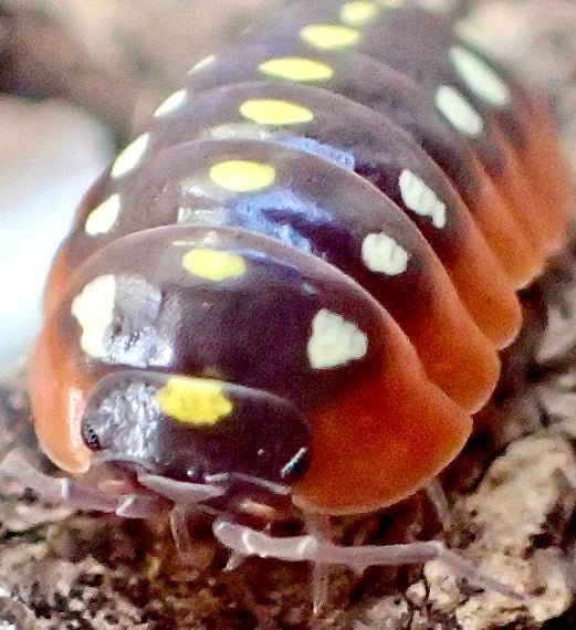 Clown Isopod, (Armadillidium klugii "Montenegro") - Richard’s Inverts
