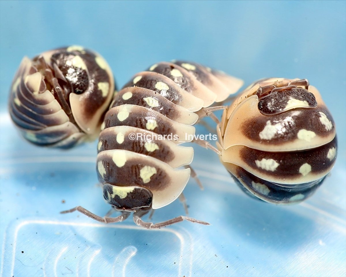Clown Isopod "Pudding", (Armadillidium klugii) - Richard’s Inverts