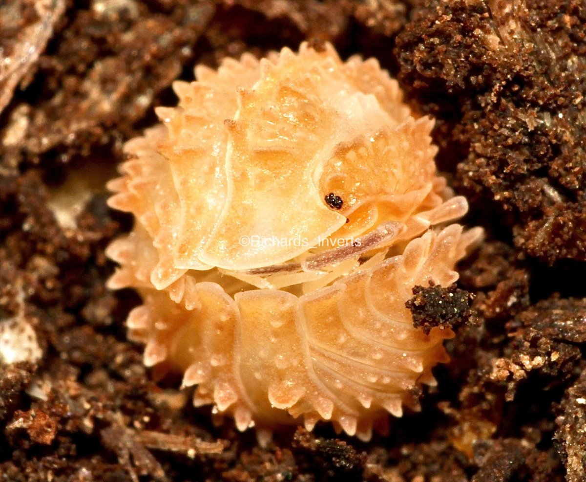 Crystal Pineapple Isopod, (Cristarmadillidium muricatum) - Richard’s Inverts