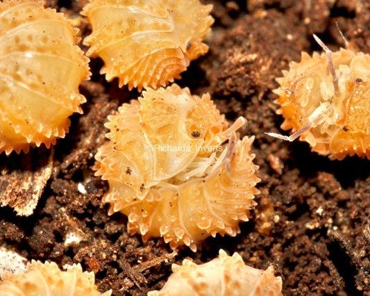 Crystal Pineapple Isopod, (Cristarmadillidium muricatum) - Richard’s Inverts