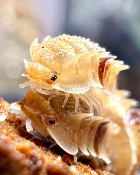 ⨂ Cuban Spiny Isopod, (Pseudarmadillo spinosus) - Richard’s Inverts