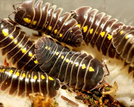 Darth Vader Isopod, (Armadillidium germanicum) - Richard’s Inverts