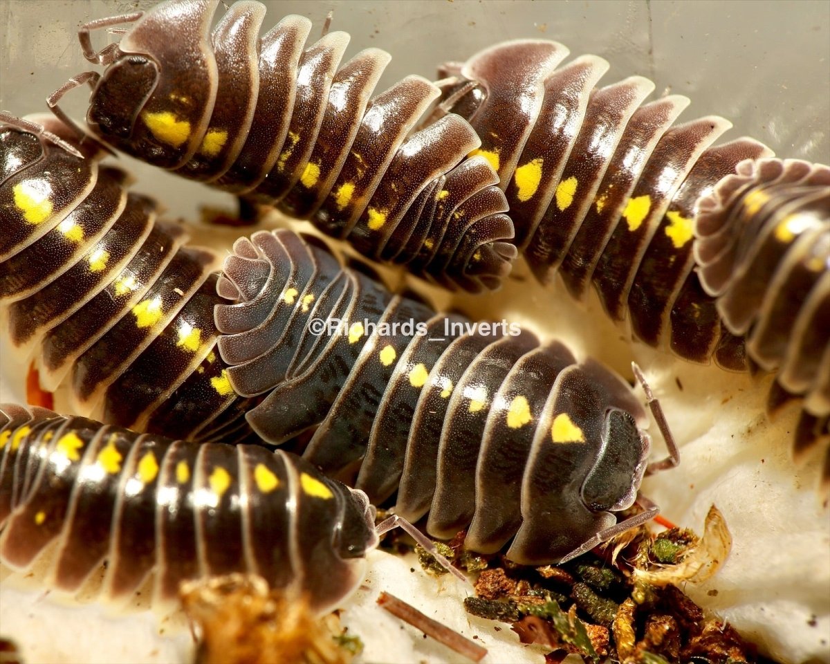 Rare Isopods - Richard’s Inverts