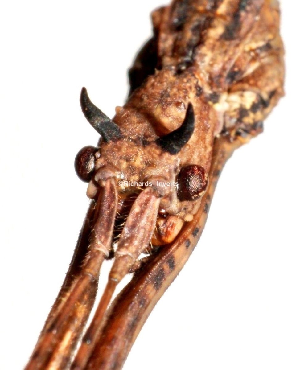 Devil Horned Stick Insect, (Medauromorpha regina "Tay Yen Tu") - Richard’s Inverts