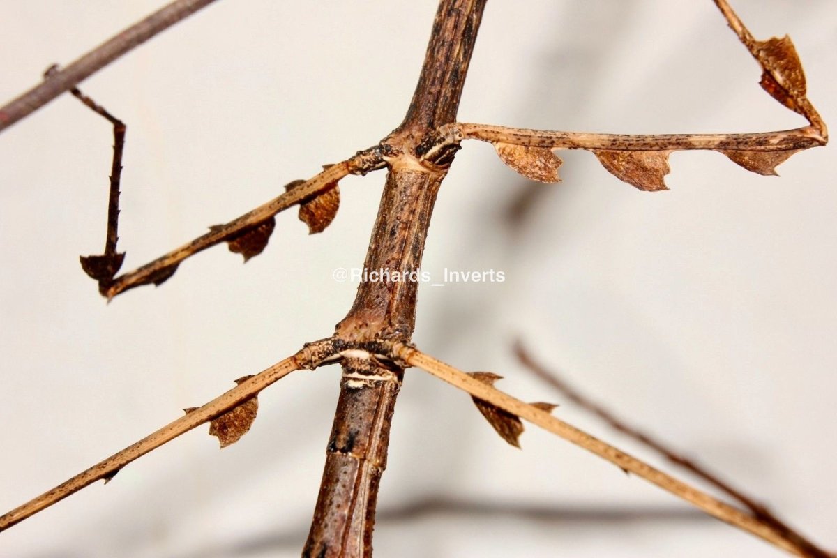 Devil Horned Stick Insect, (Medauromorpha regina "Tay Yen Tu") - Richard’s Inverts