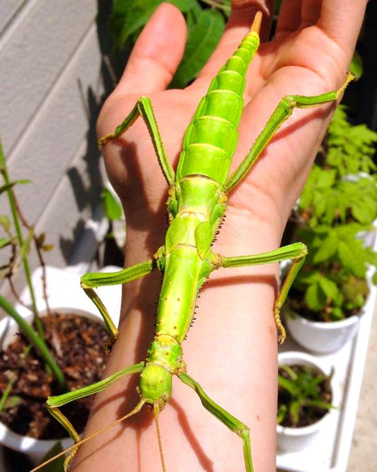 ⨂ Eggs - Giant Stick Insect, (Diapherodes gigantea) - Richard’s Inverts