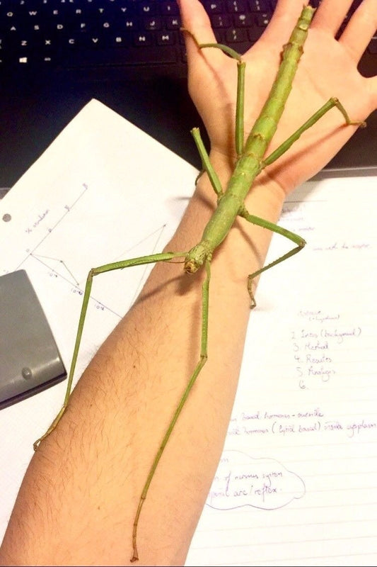 ⨂ Eggs - Giant Stick Insect, (Pharnacia ponderosa) - Richard’s Inverts
