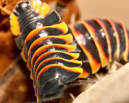 Ember Bee Isopod, (Merulanella sp. "Ember Bee") - Richard’s Inverts