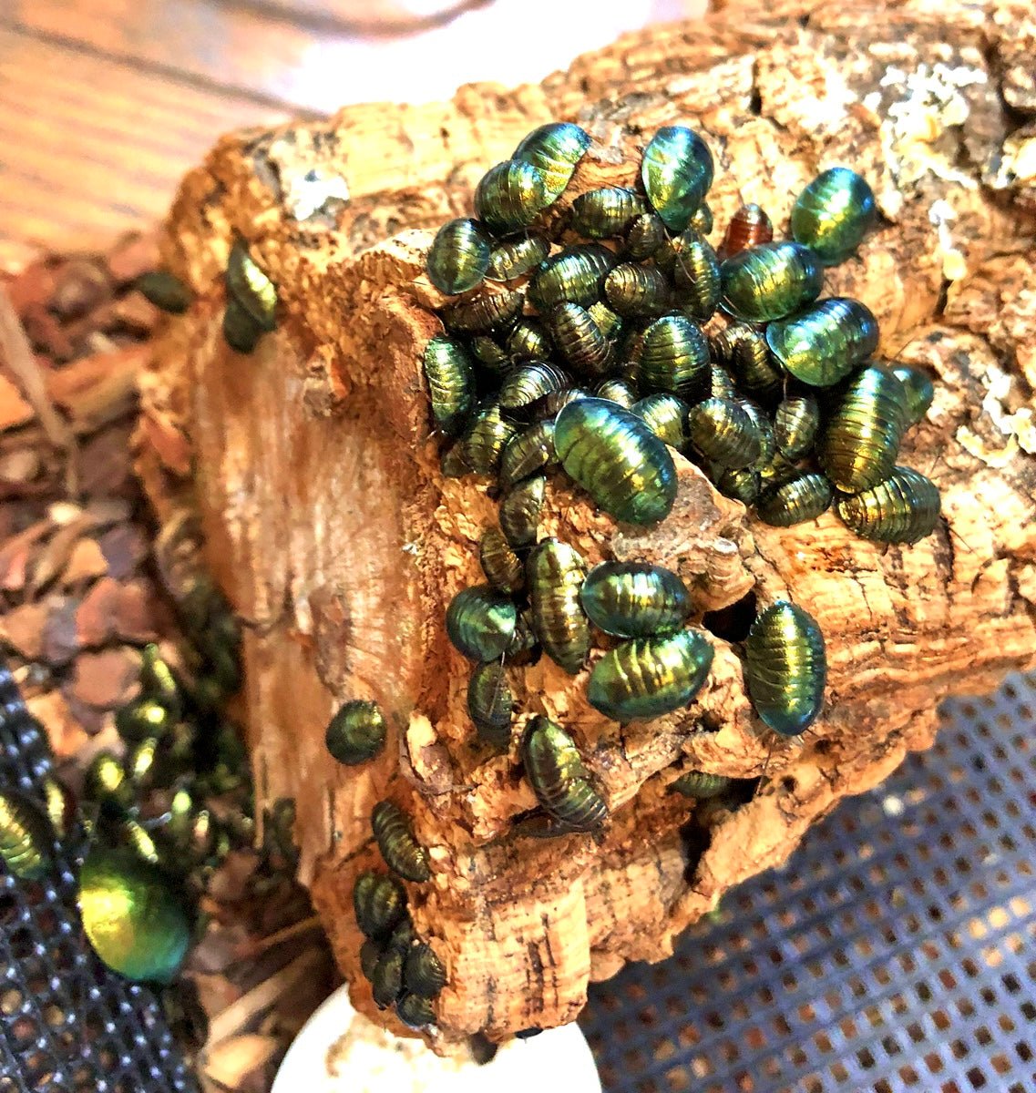 Emerald Cockroach, (Pseudoglomeris magnifica) - Richard’s Inverts
