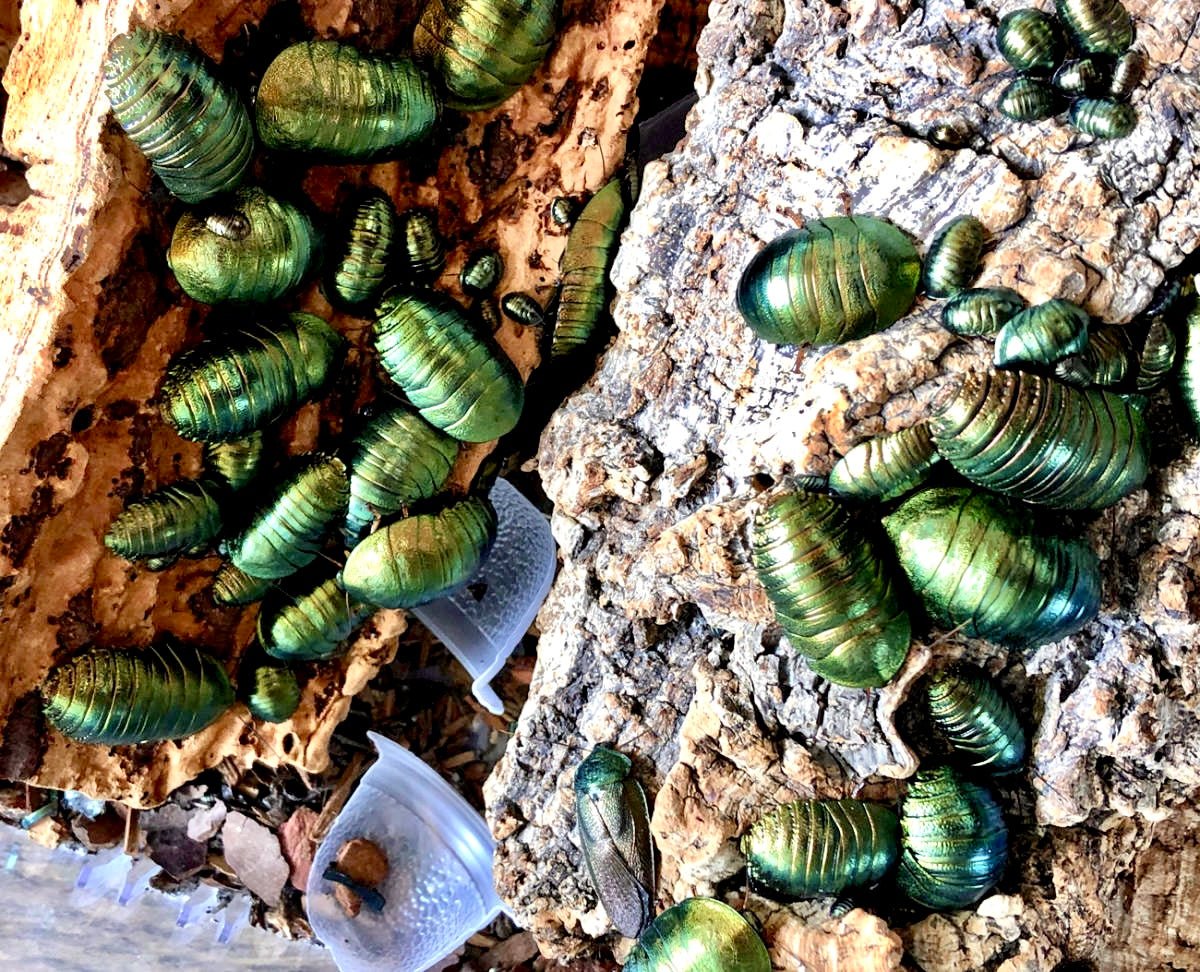 Metallic Cockroach Pseudoglomeris magnifica For Sale | Richard's Inverts