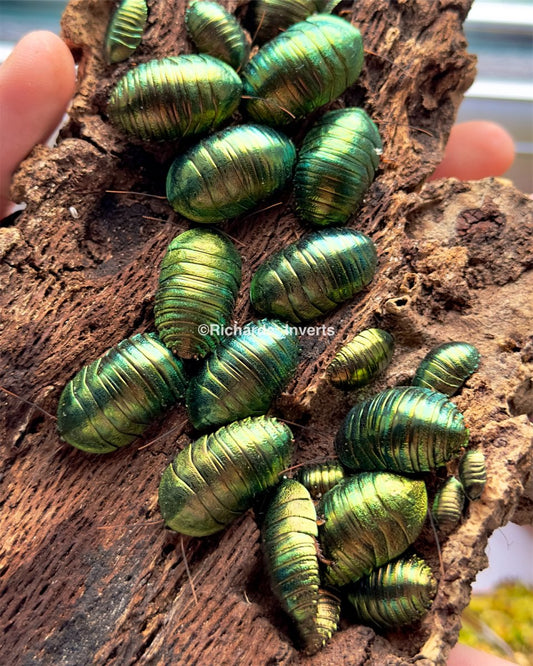 Emerald Roach, (Pseudoglomeris magnifica) - Richard’s Inverts