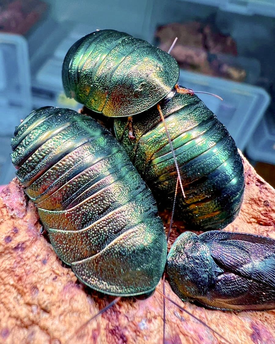 Metallic Cockroach Pseudoglomeris magnifica For Sale | Richard's Inverts