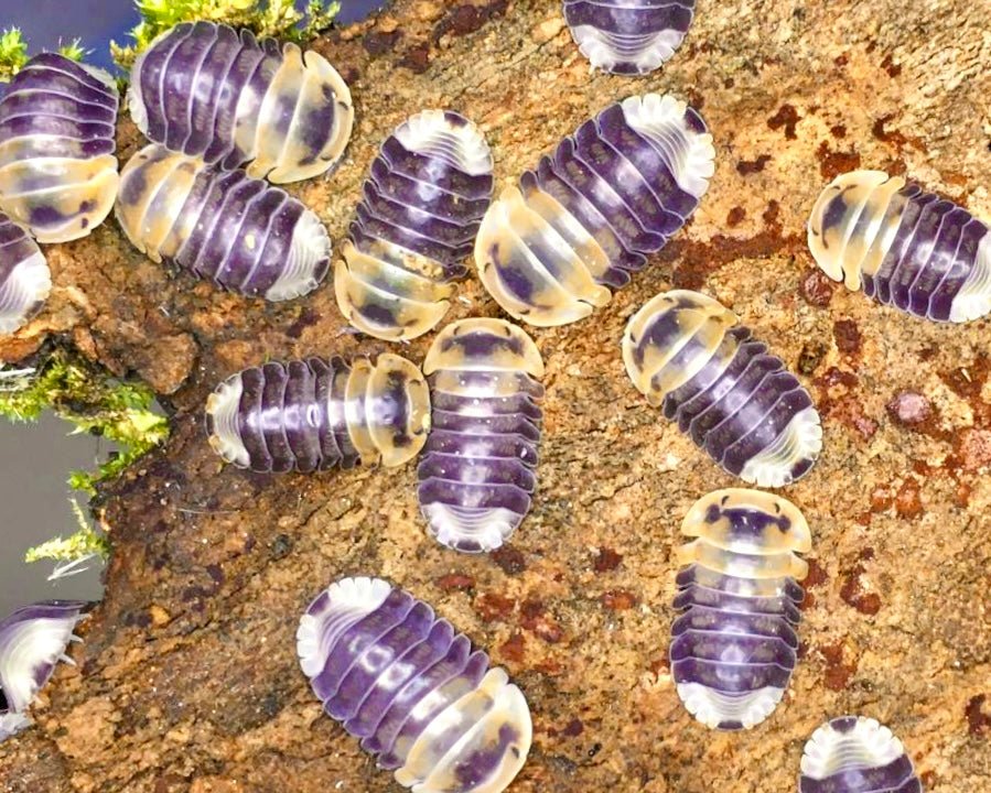 Emperor Bee Isopod, (Cubaris sp. "Emperor Bee") - Richard’s Inverts