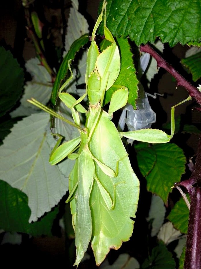 Filipino Leaf Insect, (Phyllium philippinicum) - Richard’s Inverts