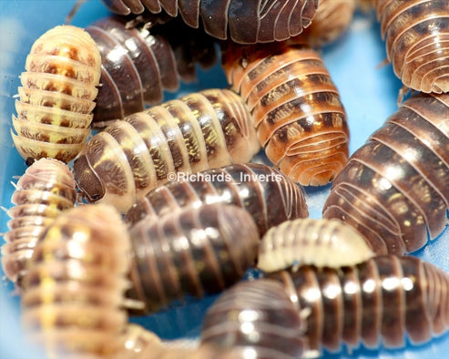 Gem Mix Isopods for sale UK - Richard's Inverts