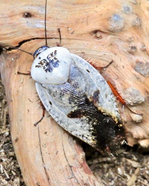 Ghost Porcelain Roach, (Gyna caffrorum) - Richard’s Inverts