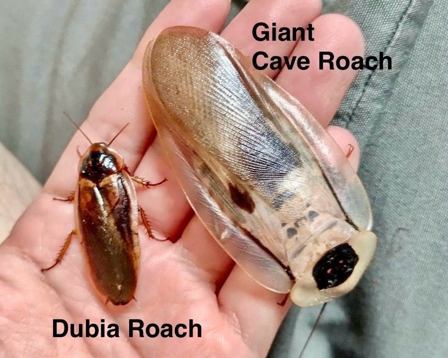 Giant Cave Roach, (Blaberus giganteus) - Richard’s Inverts