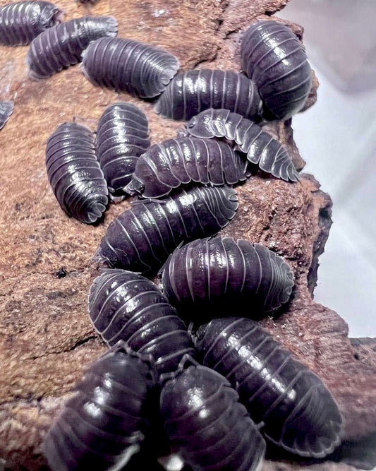 Giant Croatian Isopod, (Armadillidium pallasii) - Richard’s Inverts