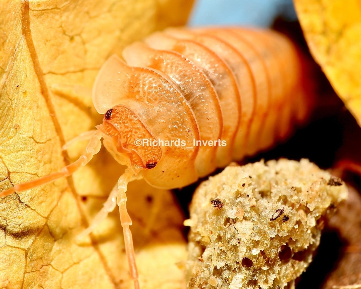 Giant Croatian Isopod "Orange", (Armadillidium pallasi) - Richard’s Inverts