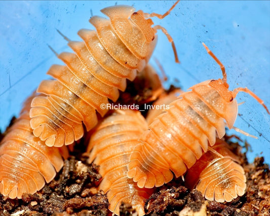 Giant Croatian Isopod "Orange", (Armadillidium pallasi) - Richard’s Inverts