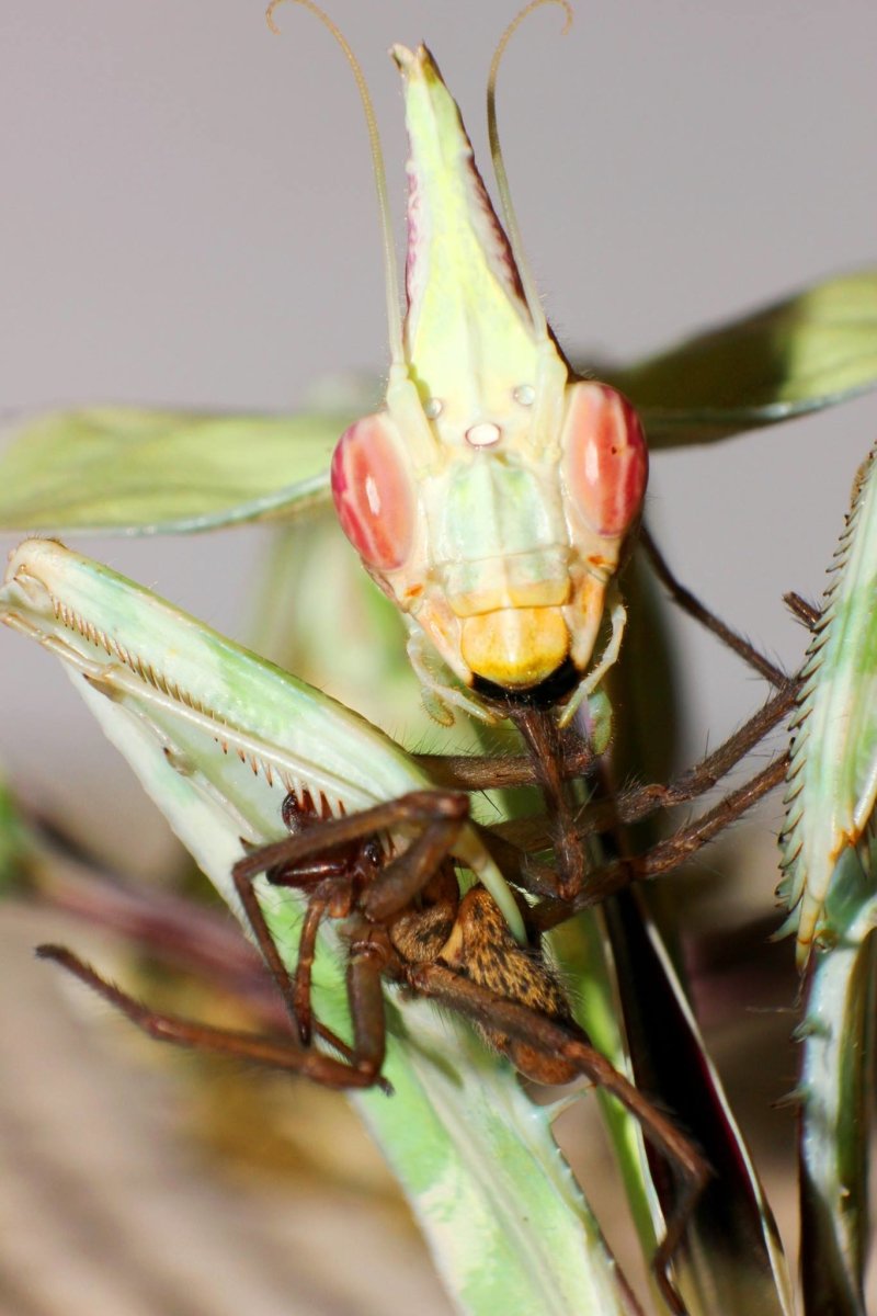 Giant Devil's Flower Mantis, (Idolomantis diabolica) - Richard’s Inverts