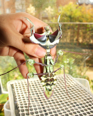 Giant Devil's Flower Mantis for sale – Richard's Inverts