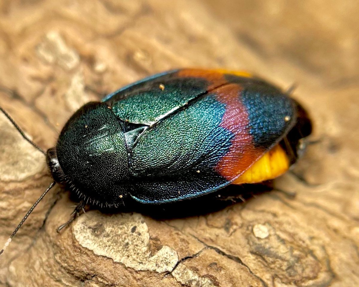 Giant Flower Roaches for sale UK - Richard's Inverts