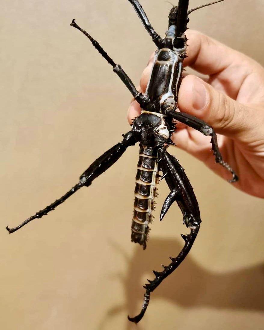 Giant Horrid Stick Insects For Sale | Richard's Inverts