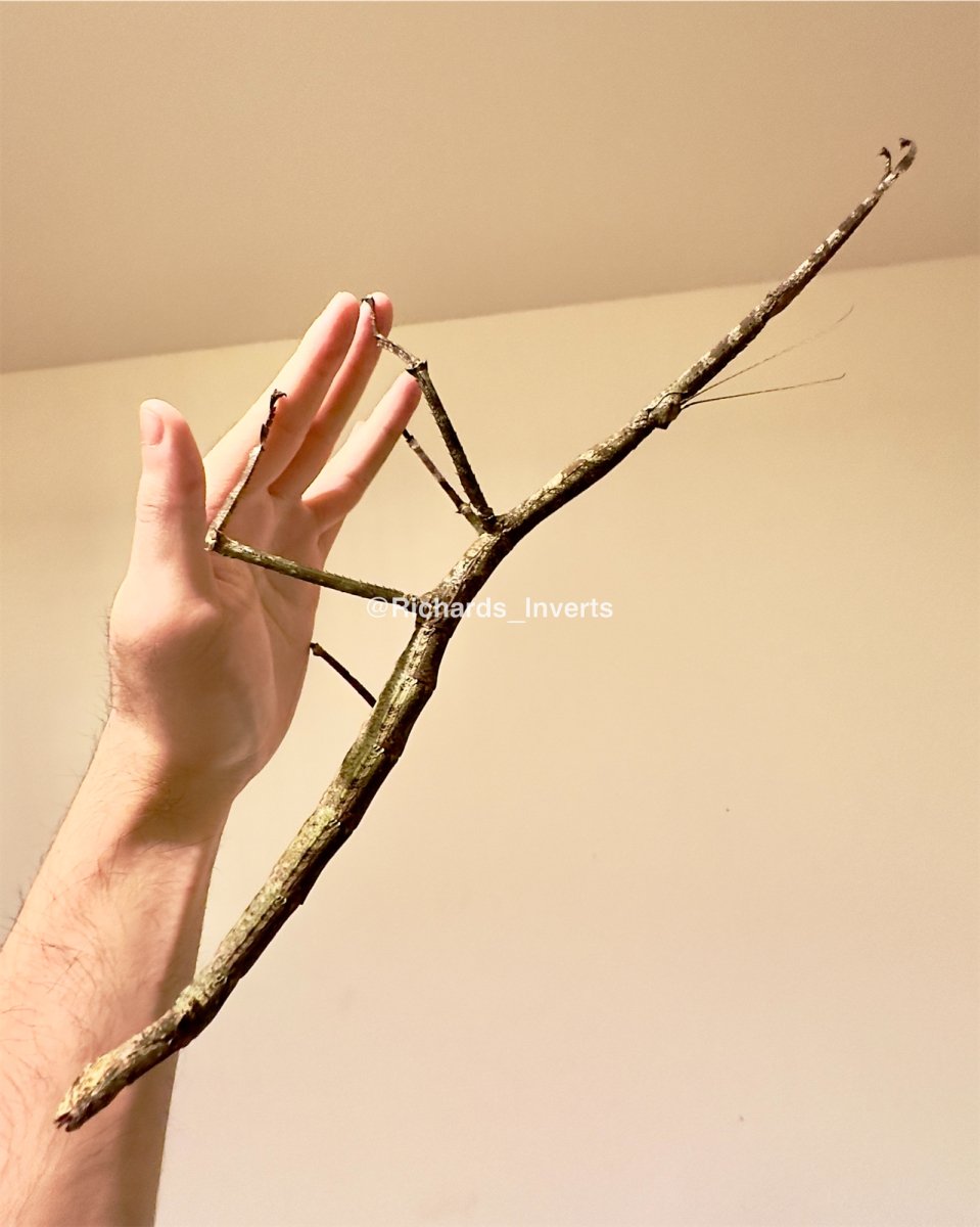 Giant Jianfengling Stick Insect, (Tirachoidea jianfenglingensis) - Richard’s Inverts