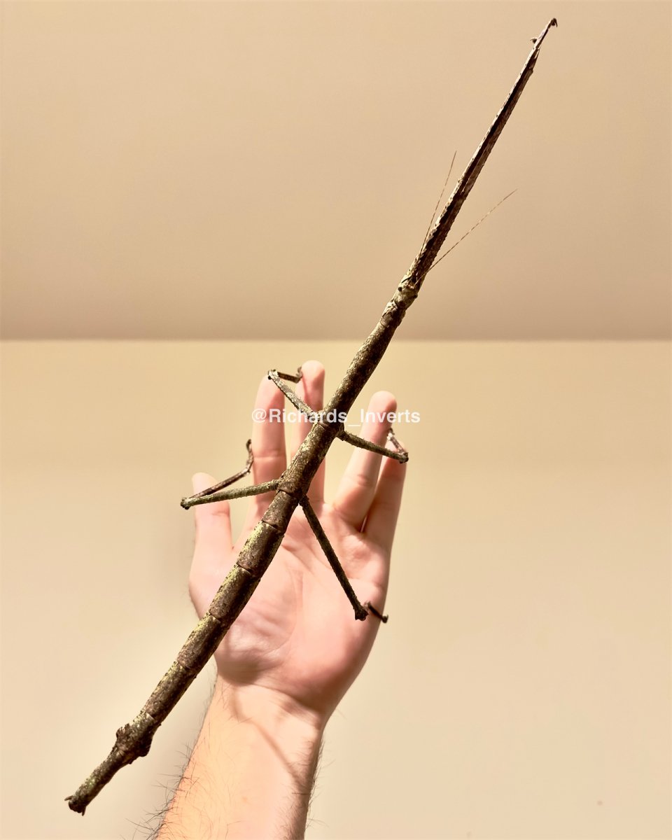 Giant Jianfengling Stick Insect, (Tirachoidea jianfenglingensis) - Richard’s Inverts