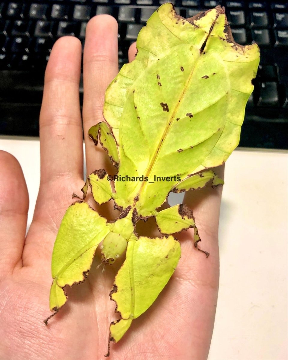 Giant Leaf Insect, (Phyllium giganteum) - Richard’s Inverts