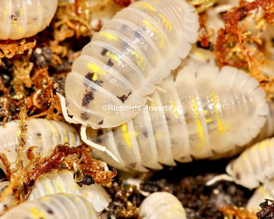 Giant Magic Potion Isopod, (Armadillidium granulatum) - Richard’s Inverts