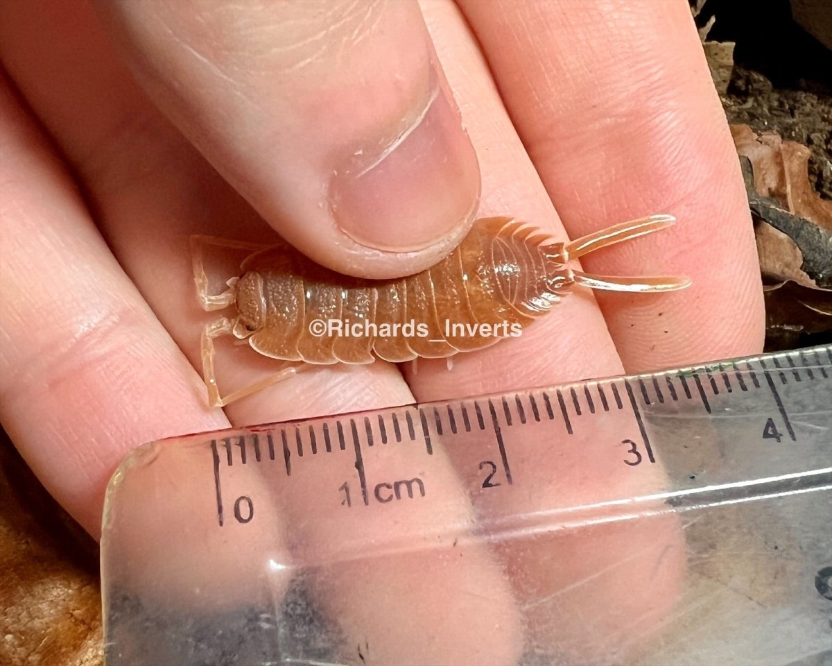 Giant Magnificent Isopod, (Porcellio magnificus) - Richard’s Inverts