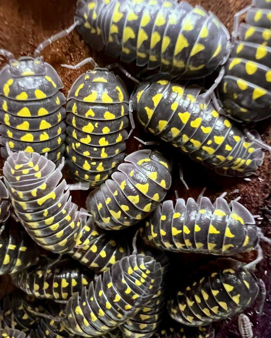 Giant Neon Yellow Isopod, (Armadillidium gestroi) - Richard’s Inverts